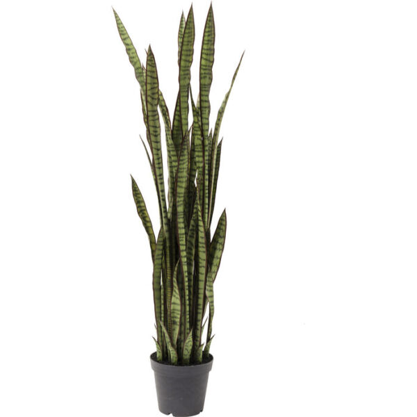 Pianta decorativa Sansewieria 155cm