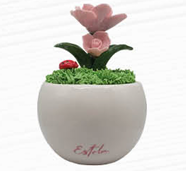 Piantine Estela Rosa