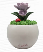 Piantine Estela Lilla