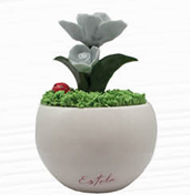 Piantine Estela Celeste